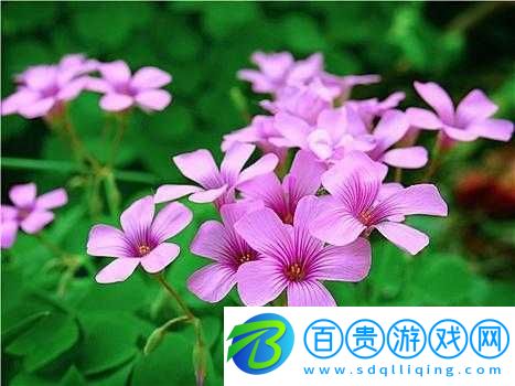 三葉草-gw9356-：獨特的植物魅力