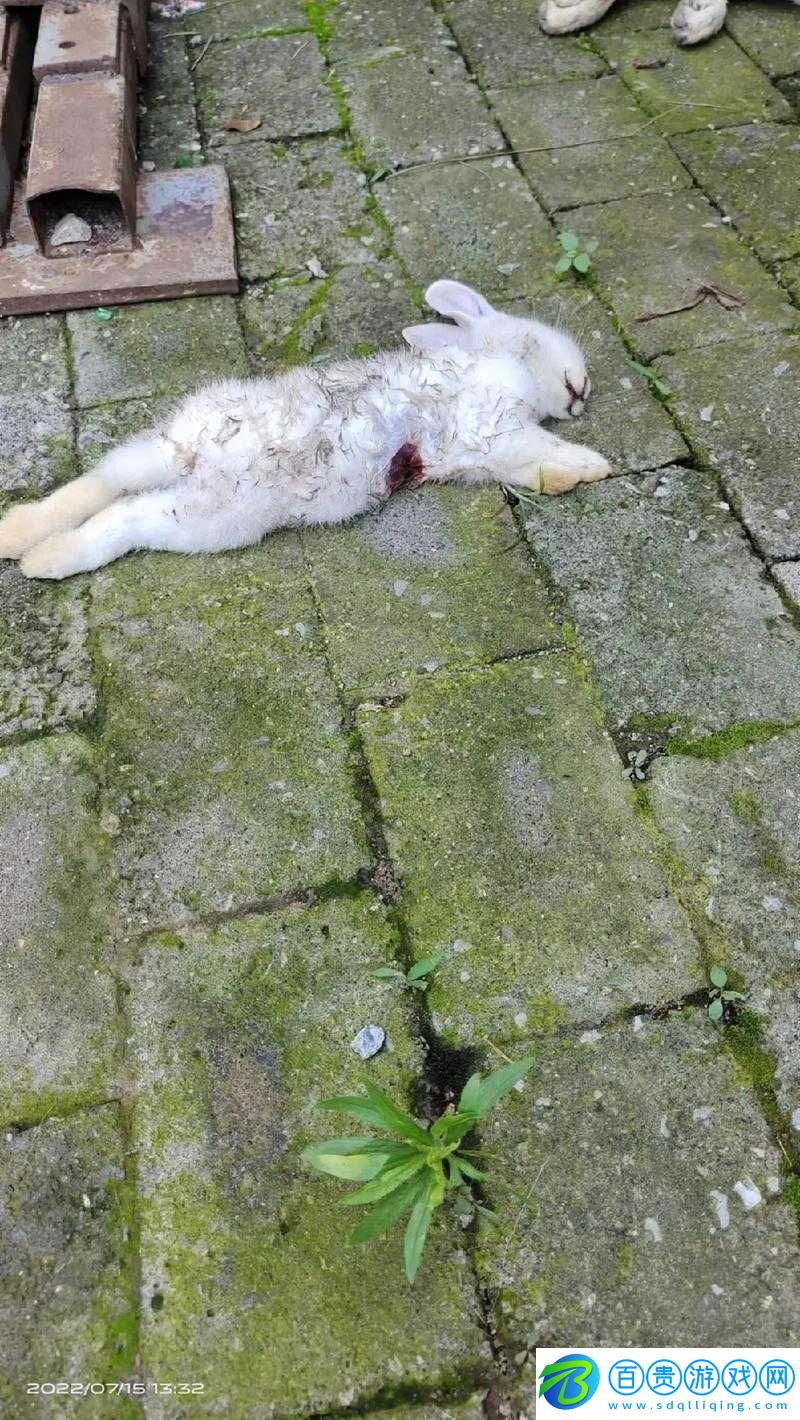 小白兔子被咬的通紅