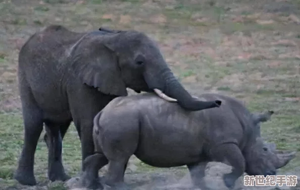 野地里的激情爽叫：最新動態揭示了自然環境中動物們的生存競爭與繁衍行為-展現出生命的頑強與活力