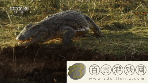 DIY直播免費版